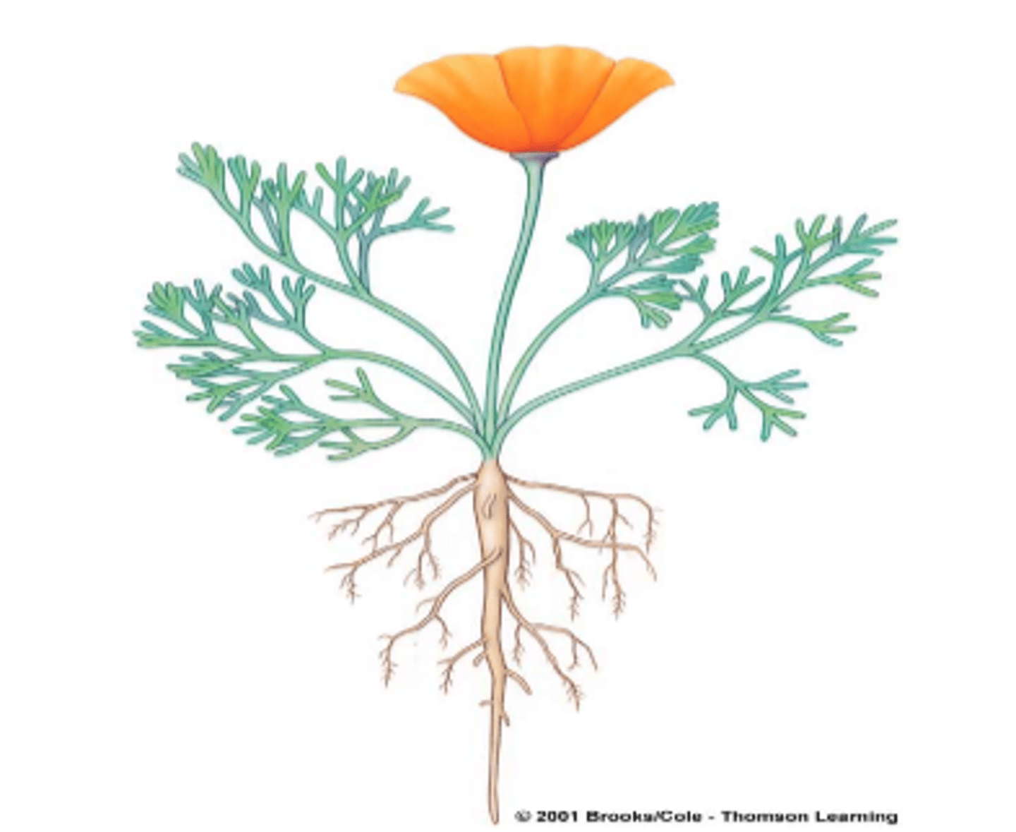 <p>"Tap Roots"</p>
