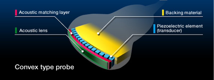 <p>Characteristics of the sound beam are related to the dimensions of the ___ ____.</p>