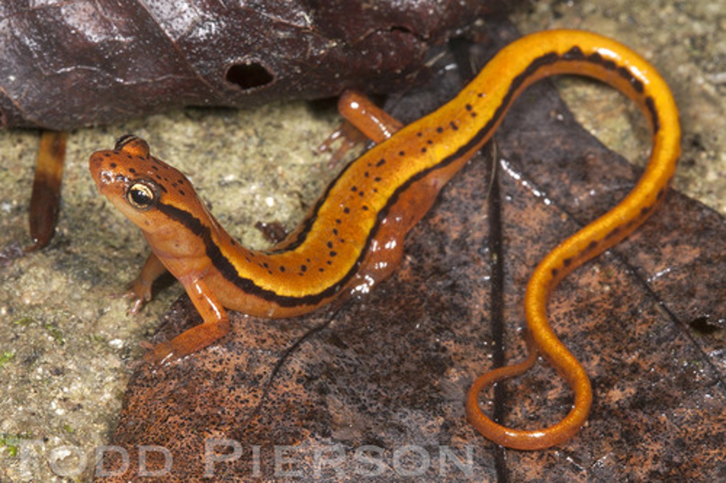 <p>What salamander has:</p><p>- Yellow/brown/orange coloration</p><p>- Lateral stripes that don't extend the length of the tail</p><p>- A tail that's over half its body length</p><p>- No light circles on sides</p><p>- 13-16 costal grooves</p><p>- A range across the blue ridge/NE GA region</p>