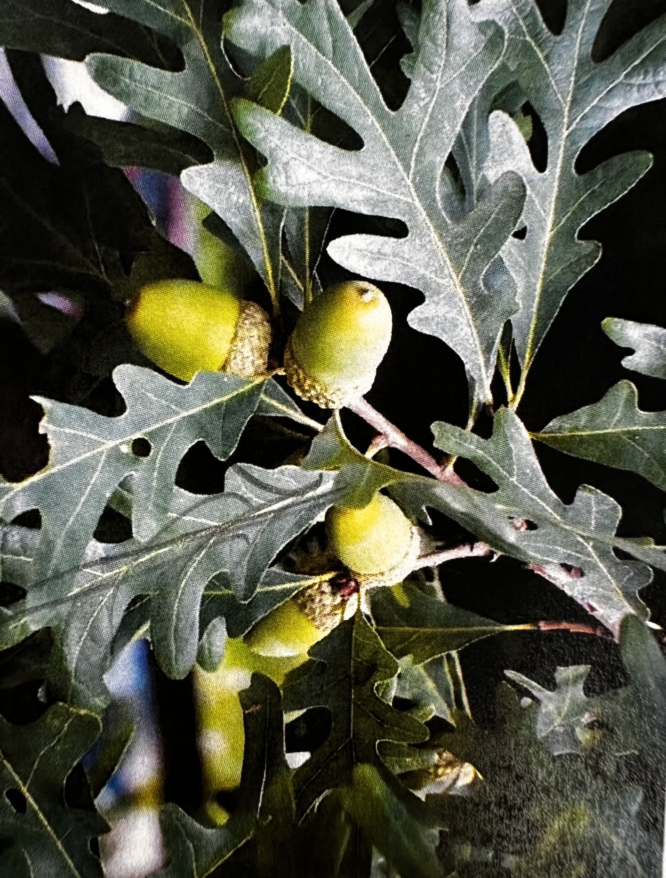 <p>Quercus Alba </p>