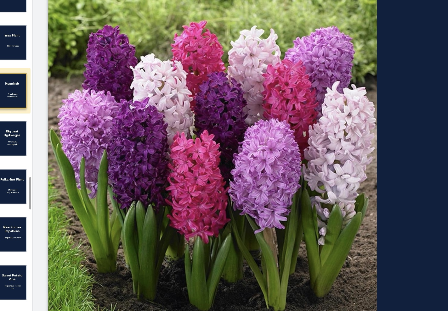 <p>Hyacinthus orientalist cv. </p>