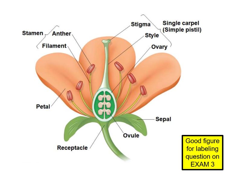 Sepals - enclose the flower 

Petals - Bright colored to attract pollinators

Stamens - male reproductive organ  | also have a stalk called an anther, microspores which are produced in the anther develop into pollen grains

Carpels - female reproductive organ | Ovary at the base of a style leading up to a sticky stigma where pollen is received - pistil is a single or two fused carpels