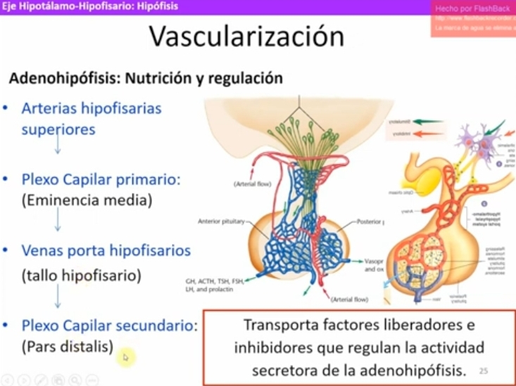 <p>Glandulas endocrinas</p><ul><li><p>Produce varias hormonas que <strong>regulan el metabolismo</strong> crecimiento y reproducción.</p></li></ul><p>localización</p><ul><li><p>Depresión del hueso esfenoides (silla turca)</p></li></ul><p>conexiones nerviosas y vasculares en el SNC</p><ul><li><p>Papel clave en la interacción de los sistemas endocrino y nervioso.</p></li><li><p></p></li></ul><p>2 sectores</p><p><strong>Adenohipófisis</strong> (Hipofisis anterior)</p><ul><li><p>Pars distalis</p></li><li><p>Pars intermedia</p></li><li><p>Pars tuberalis</p></li></ul><p><u>Origen embrionario</u>: Evoginación del techo de la faringe embrionaria (Bolsa de Rathke)</p><p><strong>Neurohipofisis</strong> (Hipofisis posterior)</p><ul><li><p>Tallo infundibular</p></li><li><p>Pars nervosa</p></li></ul><p><u>Origen embrionario:</u>Prolongación hacia abajo del diencefalo</p><p>VascuIarizacion:</p><p>Arterias hipofisiarias superiores (derivan de la carotida interna) irrigan la eminencia media (primer plexo capilar), pars tuberalis y el infundibulo.</p><p>Primer plexo capilar envia la sangre x venas portahipotalamo hipofisiarias hacia la hipofisis ant (segundo plexo capilar, tipo fenestrado)</p><p>Adenohipófisis recibe los factores liberadores o inhibidores hipotalamicos que regulan la liberacion de hormonas hipofisiarias.</p><p>Hipofisis posterior con una irrigacion art directa x arterias hipofisiarias inferiores (deriva de la art carot interna) se forma un plexoc capilar fenestrado. La sangre va para las venas hipofisiarias y finalmente seno cavernoso.</p><p></p>