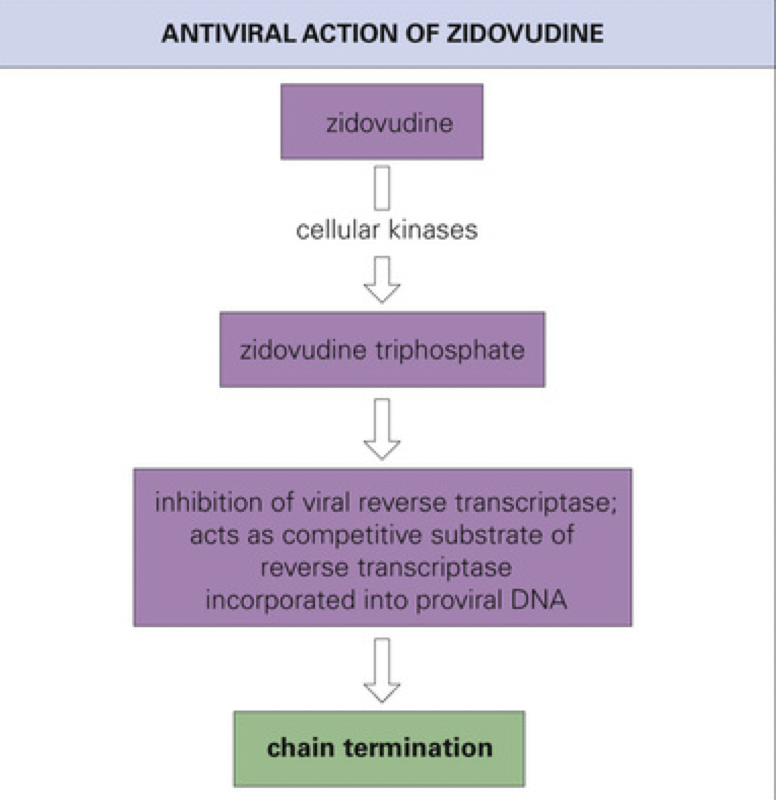 acts as an inhibitor of/substrate for viral reverse transcriptase and acts as a competitive substrate of reverse transcriptase incorporated into proviral DNA