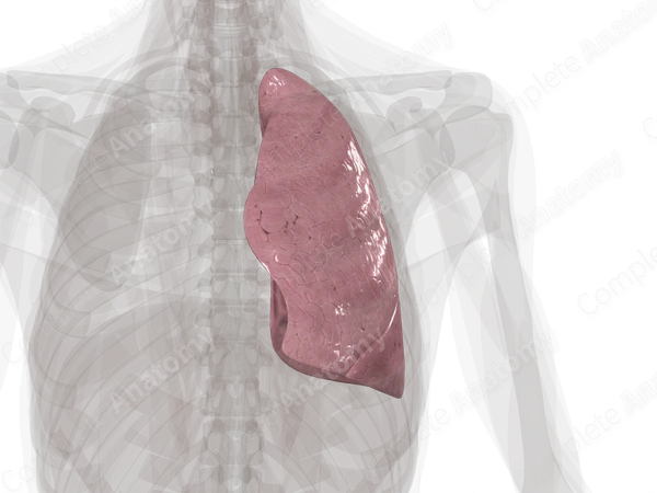 <p>The smaller lung that typically has two lobes and is positioned to allow space for the heart is known as the <strong><em></strong></em>__.</p>