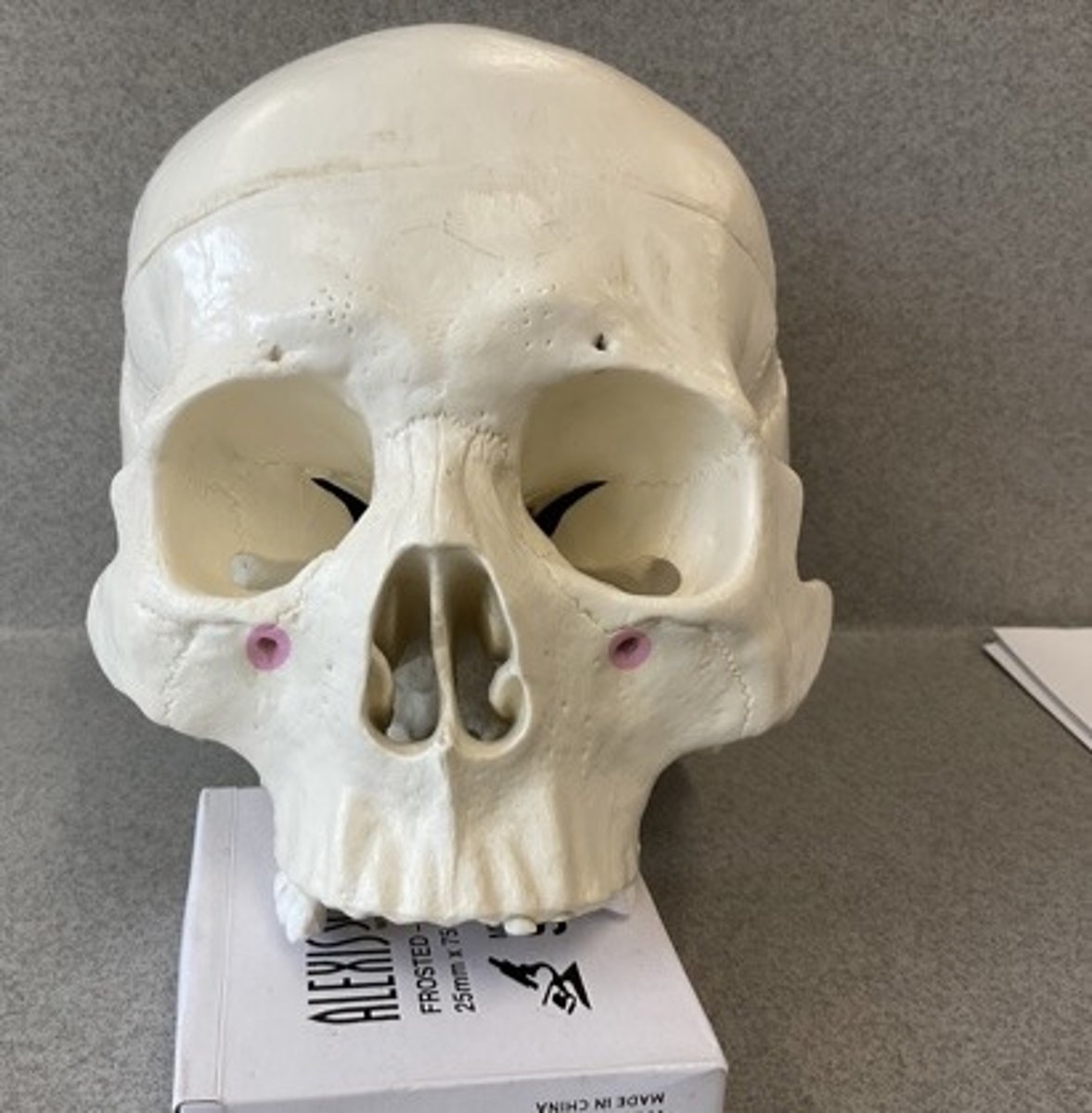 knowt flashcard image