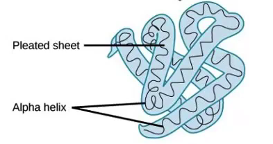 <p>Three-dimensional folding pattern due to side chain interactions</p>