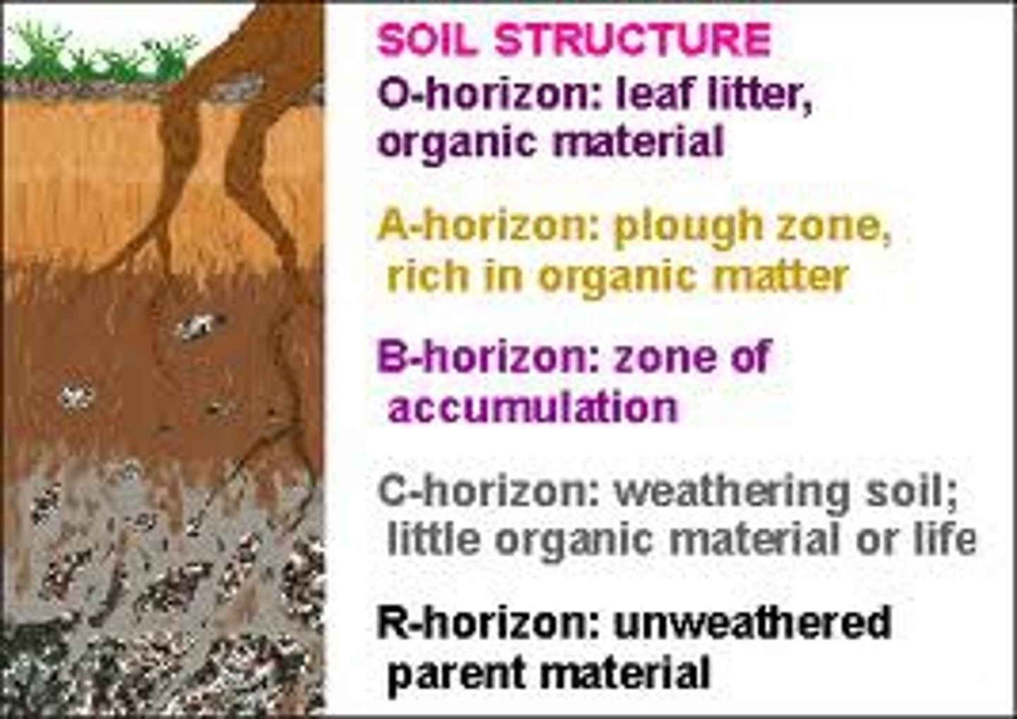 <p>All the vertical layers or horizons that make up a soil in a particular place</p>