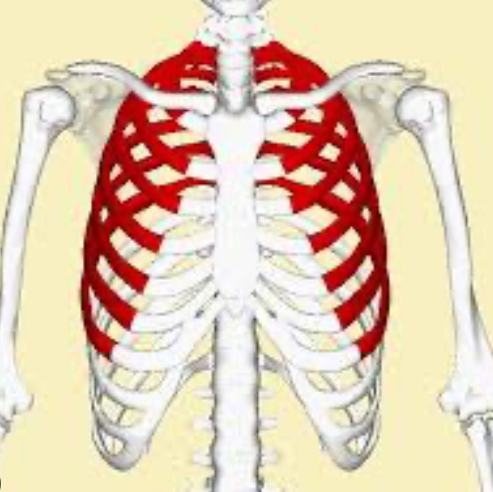 <p>Ribs 1-7</p>