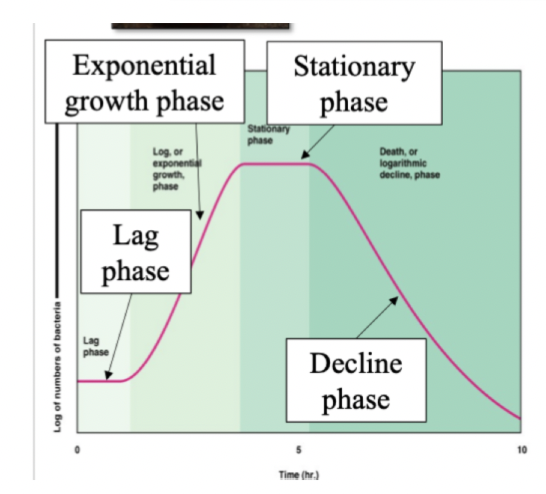 lag phase: slow growth, getting used to the conditions, modifying metabolism

Exponential phase: maximum growth rate as not limited by anything e.g. space, nutrients

stationary phase: growth is starting to be inhibited and rate is slowing down. Not net change in microbial growth

decline phase: Growth rate < cell death, substrate limited, secondary metabolite build up (Some will generate antibiotics)