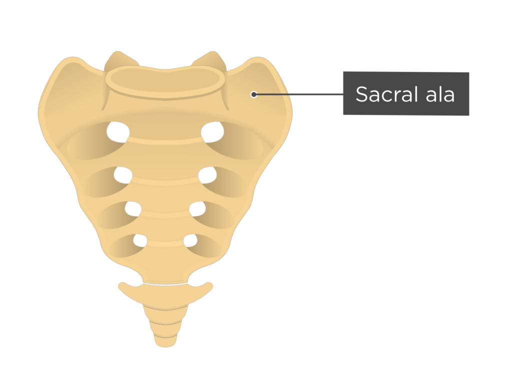 <p><span>2 triangular flat surfaces found on the sides of the first sacral vertebra.</span></p>