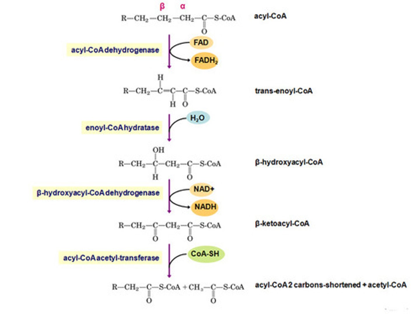 <p>A metabolic sequence that breaks fatty acids down to two-carbon fragments that enter the citric acid cycle as acetyl CoA.</p>