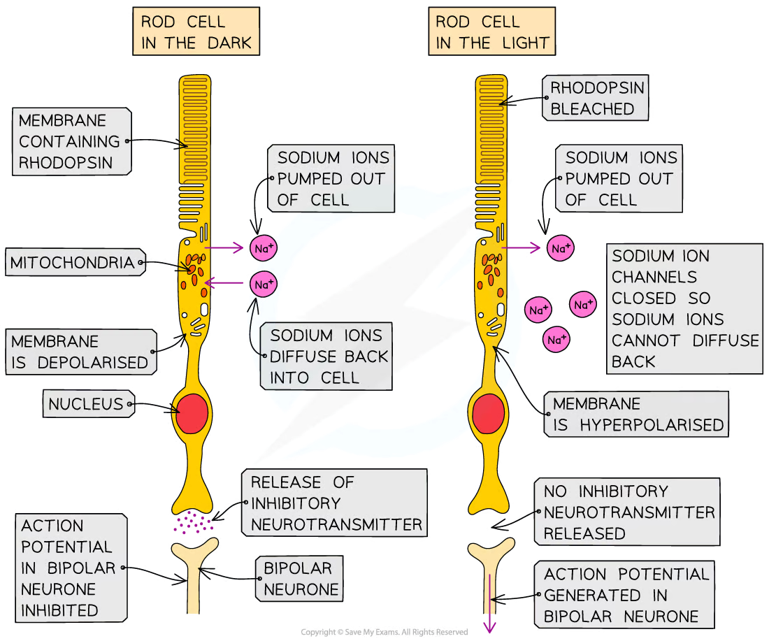 <p>Sodium ions are actively pumped out of the rod cell, generating a concentration gradient</p><p>The sodium ions then diffuse back down this concentration gradient via the sodium ion channels</p><p>This means the cell maintains a constant state of depolarisation which means the synaptic vesicles at the end of the cell are always fusing with the membrane and neurotransmitter is always being released into the synaptic cleft</p><p>The neurotransmitter released is glutamate which binds to the post synaptic membrane of the bipolar cell and inhibits the generation of an action potential, preventing a nerve impulse from being sent to the optic nerve.</p>
