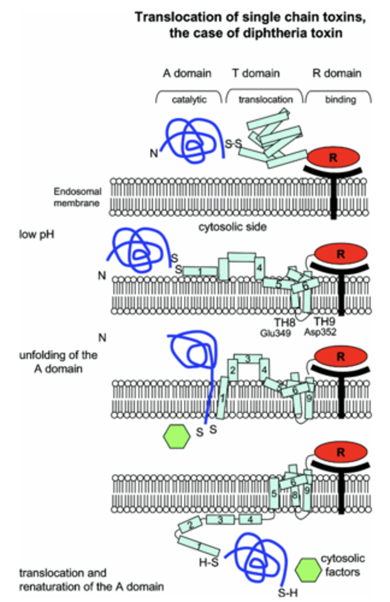<p>1. R domain binds to host receptor</p><p>2. T domain is then able to translocate the cell membrane</p><p>3. A domain (toxin) is then able to enter the host cell</p>