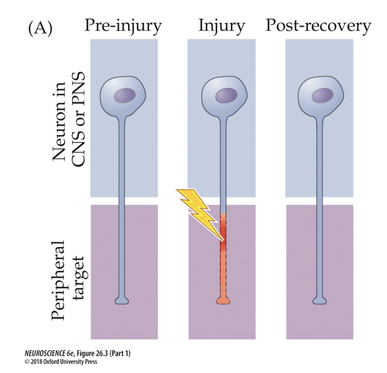 <p>Regrowth of Axons</p>