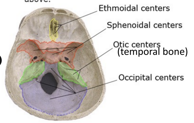 <p>Somatic skull bones</p>