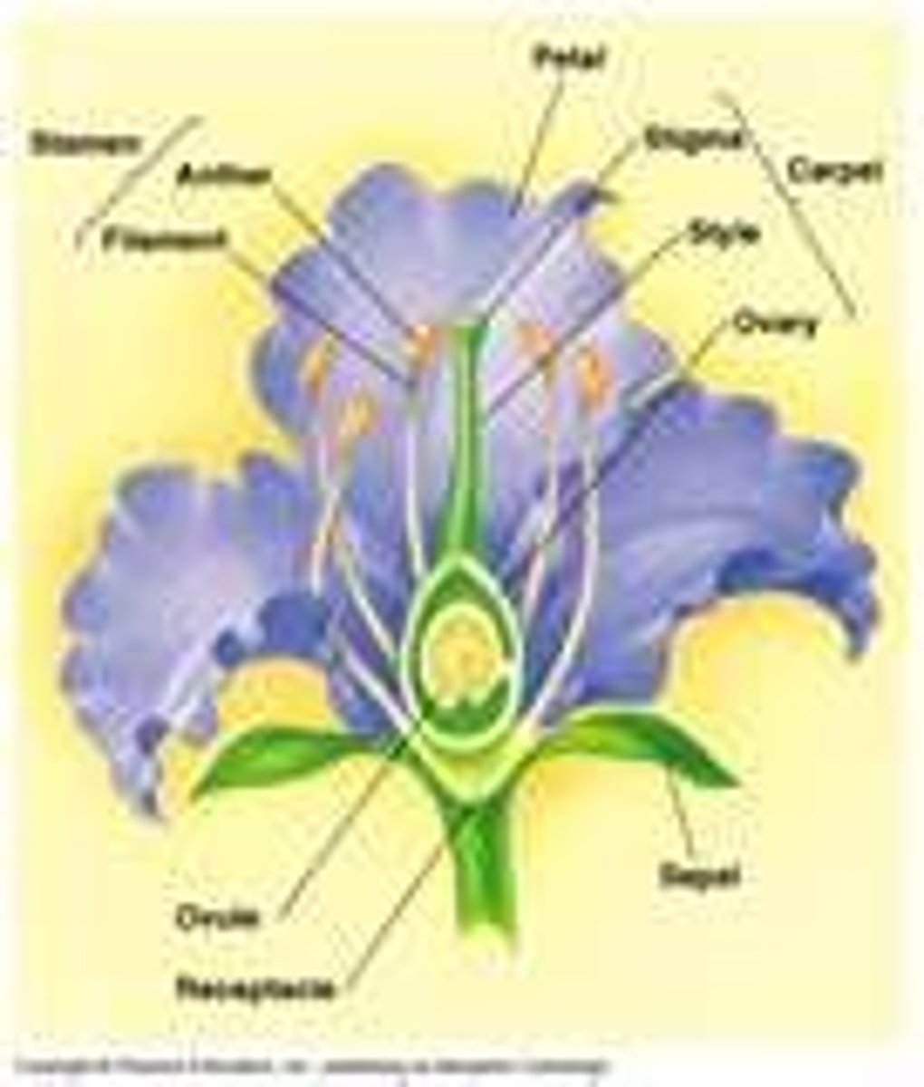 <p>a long, slender stalk that connects the stigma and the ovary</p>
