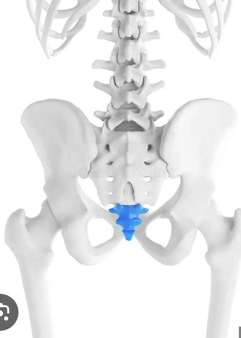 <p>whats this section called consisted of 4 vertebra</p>