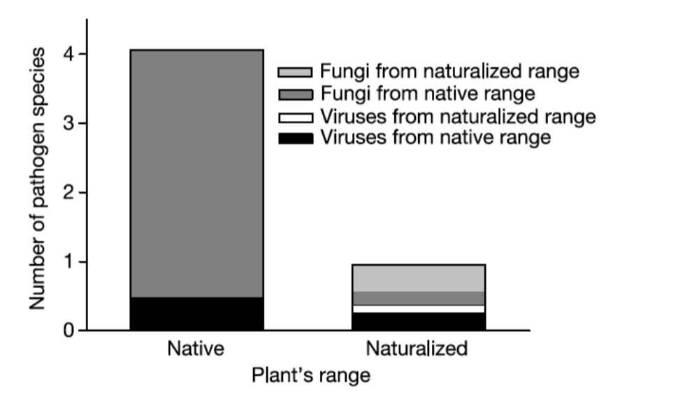 <p>In the graphs you can see that the number of pathogens in the fungi back in their native range is about 4. Whereas, when they go to North America (naturalised) range, the number of pathogens decreases to about 1. </p><p>This is a good example of the enemy release hypothesis because it shows how the fungi left behind its enemies (pathogens) when going to North America, allowing them to be very successful in their new range.    </p>