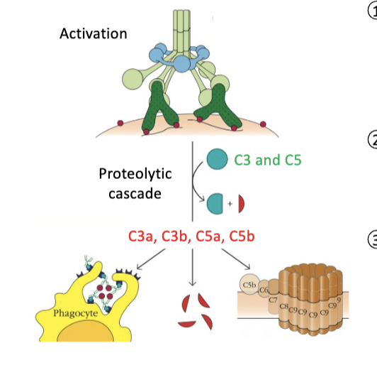 <p><strong>soluble mediators - introduction of the complement system</strong></p><ul><li><p>proteolytic cascade</p><ul><li><p>a cascade of proteolysis follows, generating the central proteins of the complement cascade, the _____</p></li></ul></li></ul><p></p>