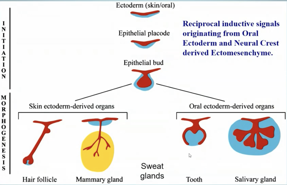 <p>Reciprocal inductive signals originating from Oral Ectoderm and Neural Crest derived Ectomesenchyme</p>