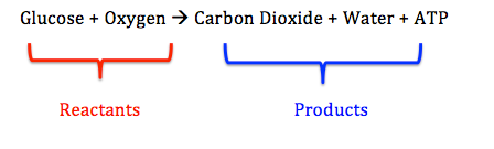 <p>Reactants: oxygen and glucose</p><p>Products: CO<sub>2, </sub>water, and ATP</p>