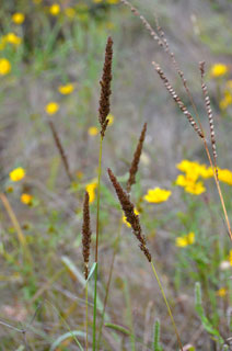 Longspike tridens