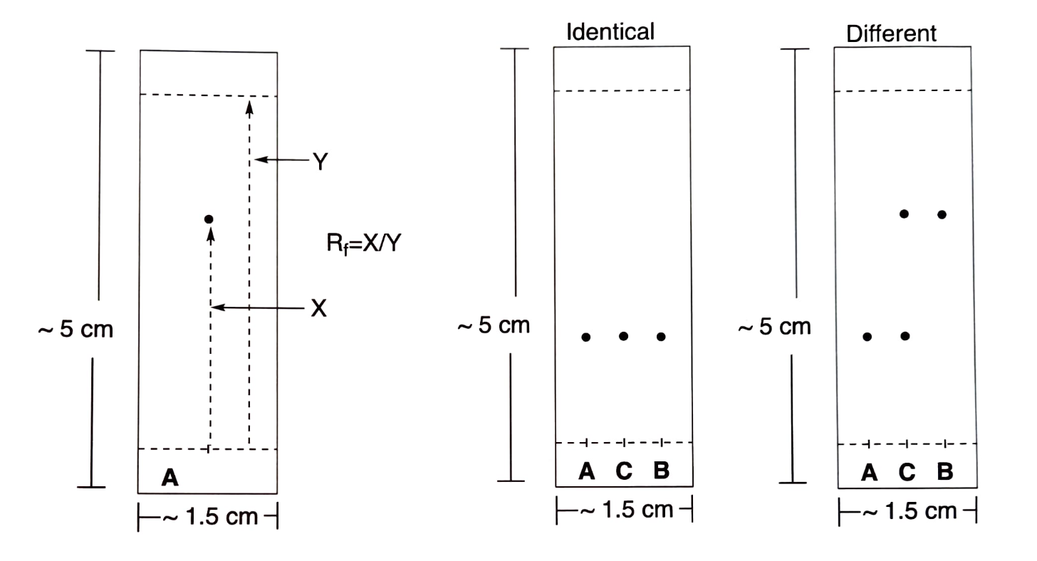 <p>In the co-spot technique, if the unknown molecule (A) is identical to the known molecule (B), both will have the same R<sub>f</sub> value, and only one spot will appear in the co-spot lane. If A is different from B, two spots with different R<sub>f</sub> values will appear, indicating two different molecules.</p>