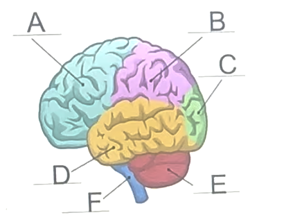<p>in this diagram, which brain structure would be responsible for higher order executive functions like problem solving, impulse control, and decision-making</p>