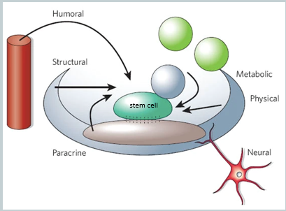 <p>The stem cell niche is a specialised, tissue-specific microenvironment that regulates stem cell activity, critically maintaining the balance between self-renewal and differentiation. It provides structural support and a complex web of signals. <br><br>The components of the niche can be broadly categorised as:</p><ul><li><p><strong>Physical/Structural:</strong> Includes direct cell-cell adhesion molecules and the extracellular matrix (ECM), which anchor the stem cell and can provide regulatory cues.</p></li><li><p><strong>Chemical/Humoral:</strong> Includes a wide range of signals such as:</p><ul><li><p>Secreted proteins: Growth factors and cytokines acting over short (paracrine, juxtacrine) or long (endocrine) distances.</p></li><li><p>Neurotransmitters: Signals from nerve endings.</p></li><li><p>Metabolic factors: Local concentrations of ions like Ca2+ or molecules like reactive oxygen species (ROS).</p></li></ul></li></ul><p></p>