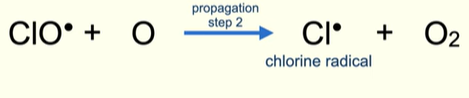 <ul><li><p>Chlorine monoxide radical reacts with an oxygen radical to produce a chlorine radical and O<sub>2</sub></p></li></ul><p></p>