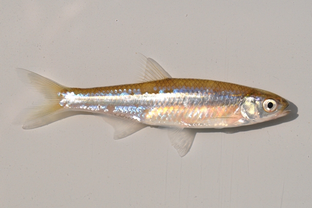 <p>Emerald Shiner; small, very silvery minnow with 10–12 anal rays and glittering scales.</p>