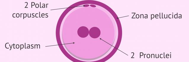 <p>A fertilized egg, created after the fusion of a sperm cell with an ovum.</p>