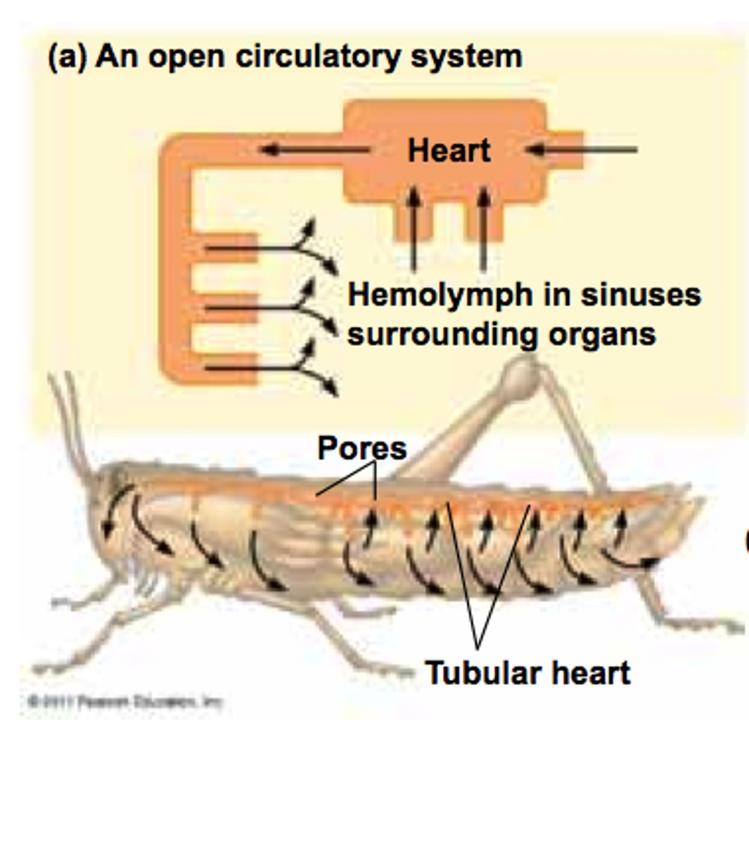 <p>Open circulatory system. Hemolymph flows through the hemocoel.</p>