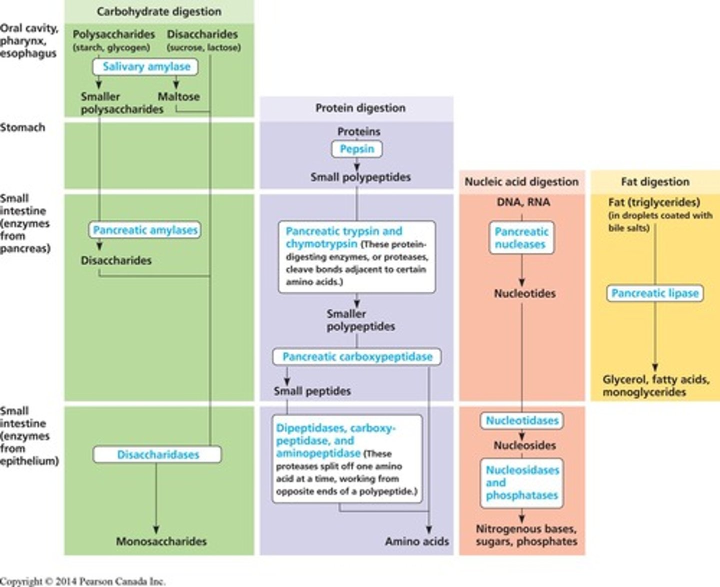 <p>They produce glucose via gluconeogenesis, converting amino acids to glucose.</p>