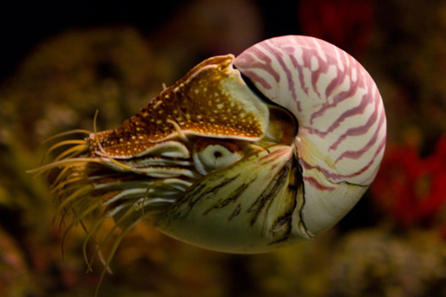 <p>Mollusca, Cephalopod</p>