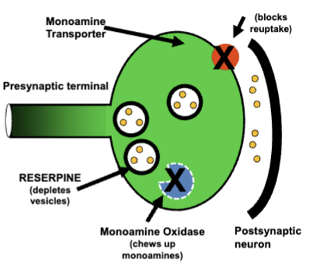 <p>5-HT, noradrenaline, DA - monoamine oxidase inhibitors (block monoamine metabolism) alleviated depression</p><ul><li><p>selective serotonin reuptake inhibitors (SSRIs) like prozac also alleviate depression (block reuptake = more nts)</p></li><li><p>depression appears to be result of abnormal reductions in brain monoamine levels</p></li></ul><p></p>