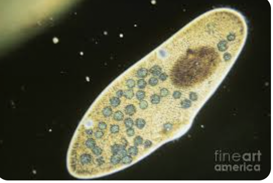 <p>Paramecium</p>