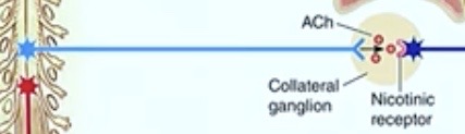 <p><strong>Collateral Ganglion </strong></p><p>( another type of ganglion ) </p>