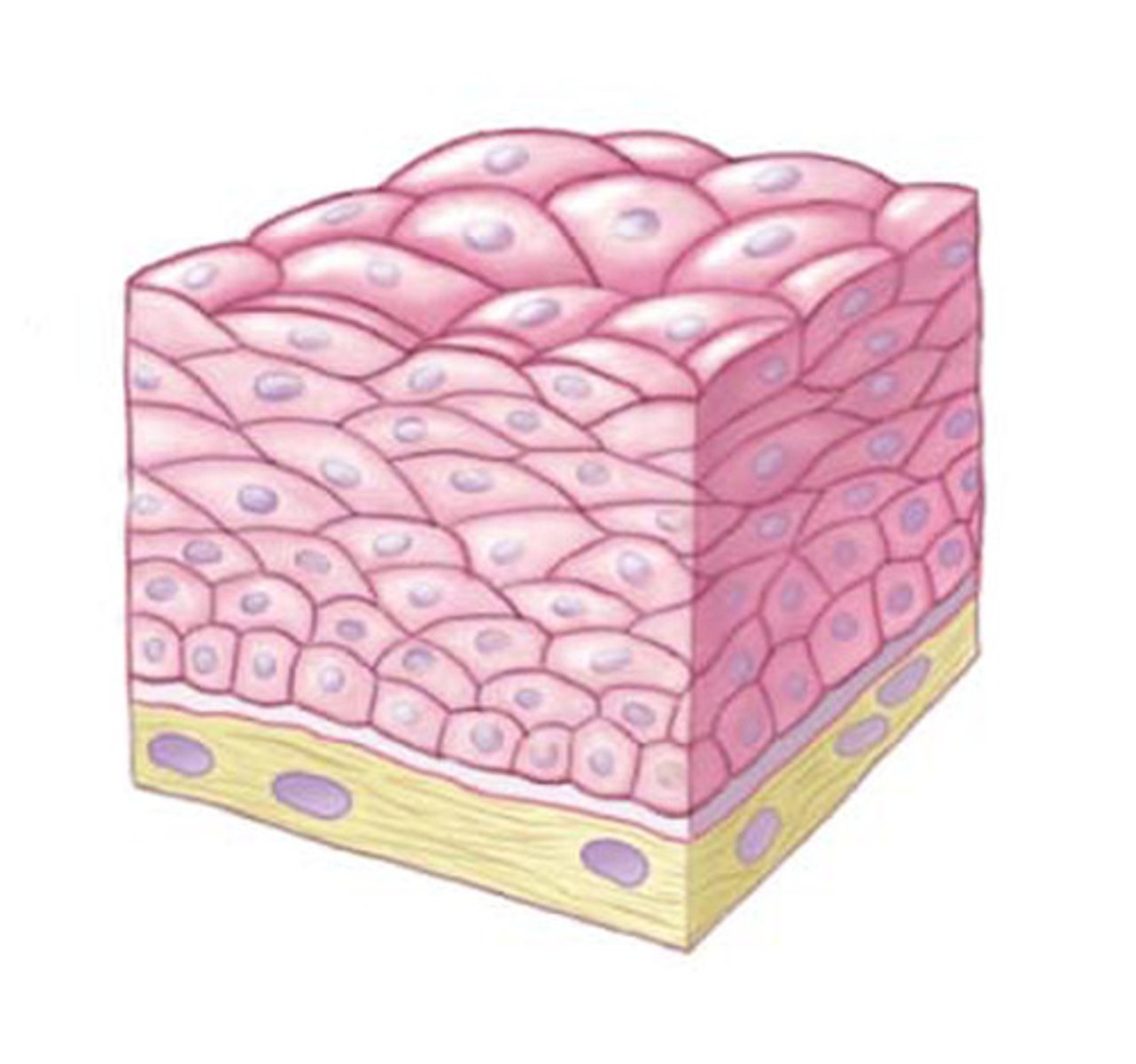 <p>Description: Several cell layers; basal cells are cuboidal or columnar, and metabolically and mitotically active; surface cells are flattened (squamous).</p><p>Function: Protection from abrasion.</p><p>Location: Nonkeratinized type lines the oral cavity, pharynx, esophagus, and vagina; keratinized type forms the skin epidermis</p>