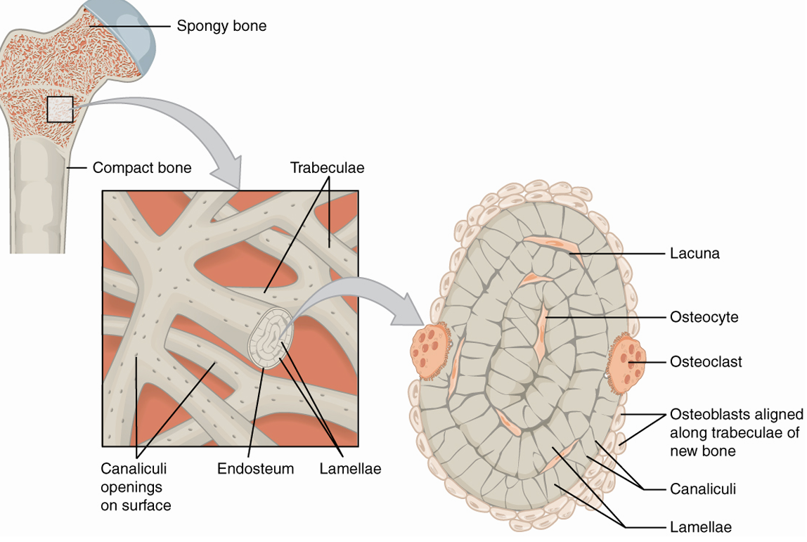 <p>trabeculae- mesh network of bone tissue</p><p>endosteum- thin, vascularized CT covering internal surfaces of bone</p><p>red marrow- fills the space between trabeculae</p>