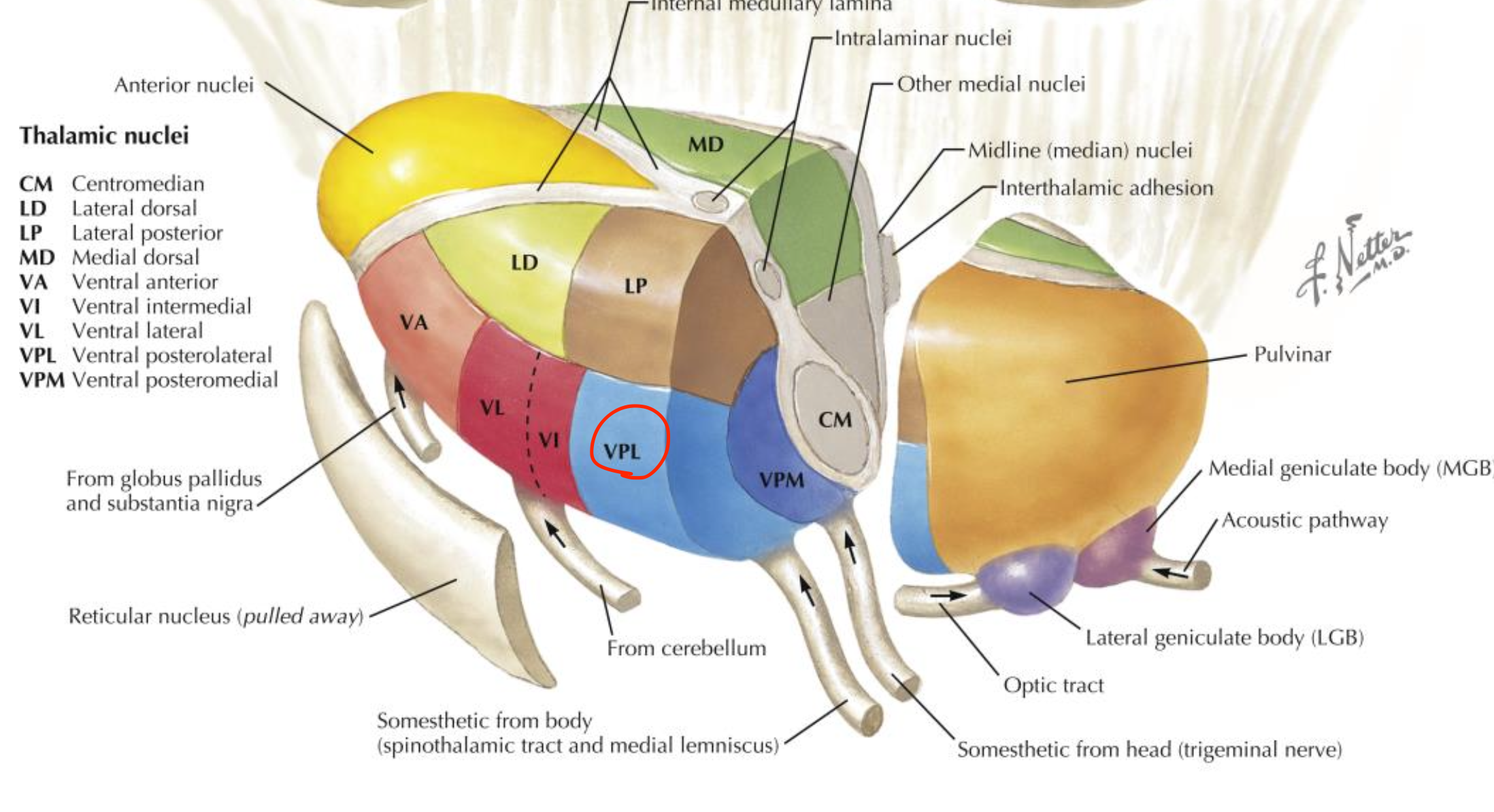 <p>Ventral posterior lateral nucleus (VPL)</p>