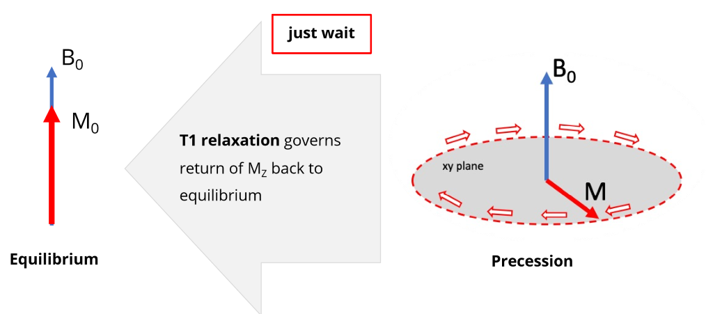 <p>the return of Mz back to equilibrium</p>