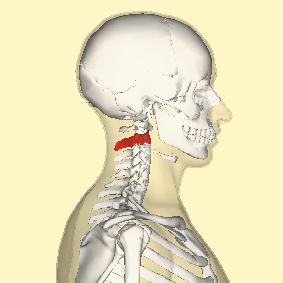 <p>what vertebrae is this?</p>