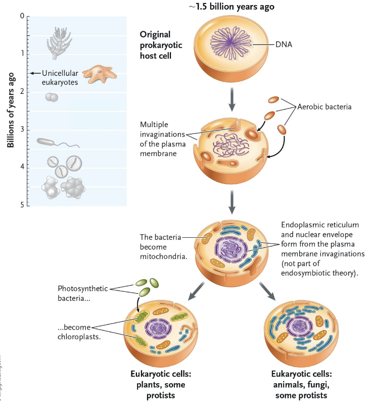 <p>Heterotrophic eukaryotes evolved through union of ancestral archaean with aerobic α-proteobacterium, which became mitochondrion</p><p>Autotrophic eukaryotes evolved from heterotrophic eukaryotes through union with photosynthetic cyanobacterium, which became chloroplasts</p>