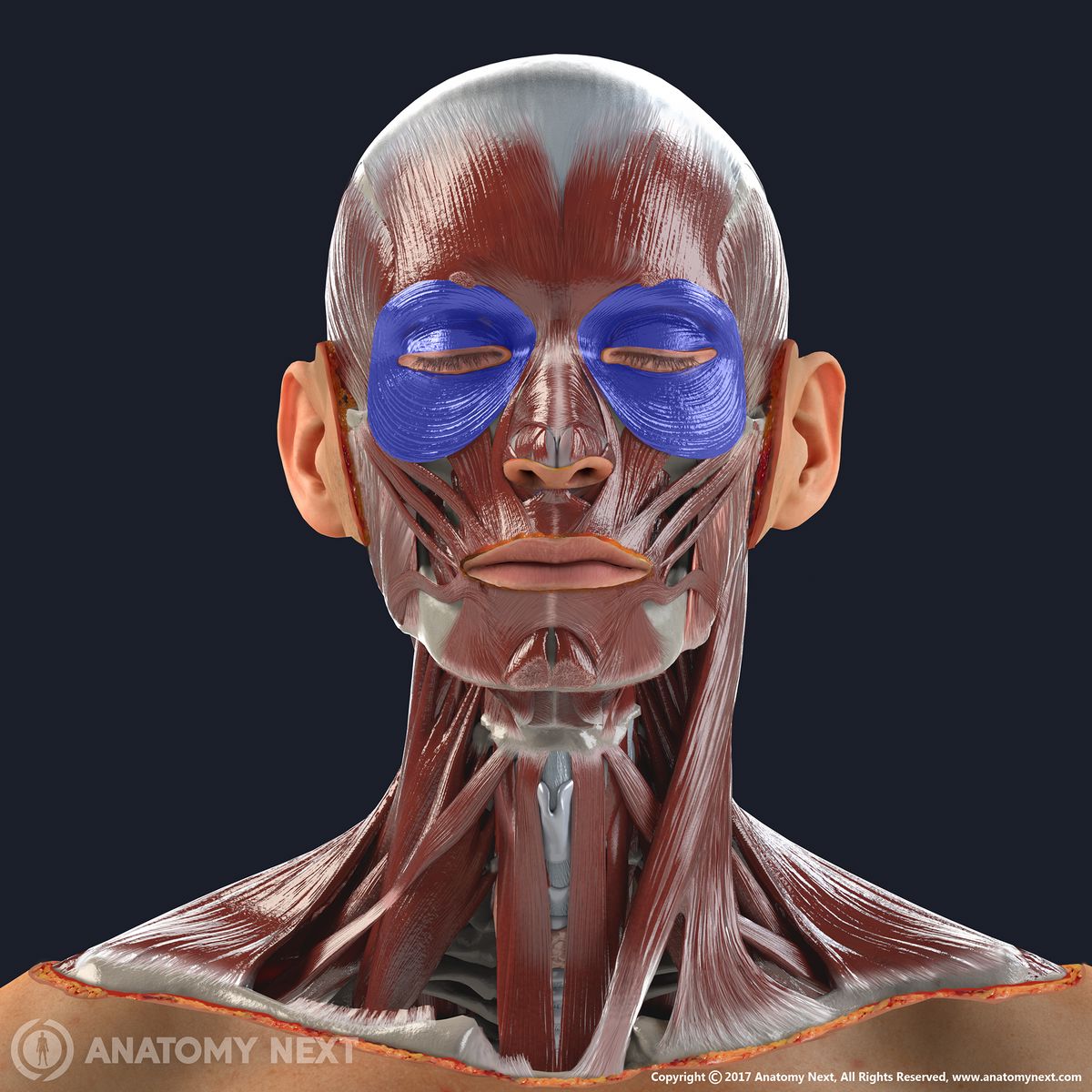 <p>Closes the eyes, located around the eyes; functions to close the eyelids.</p>