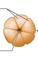 <p>Gap Junction</p>