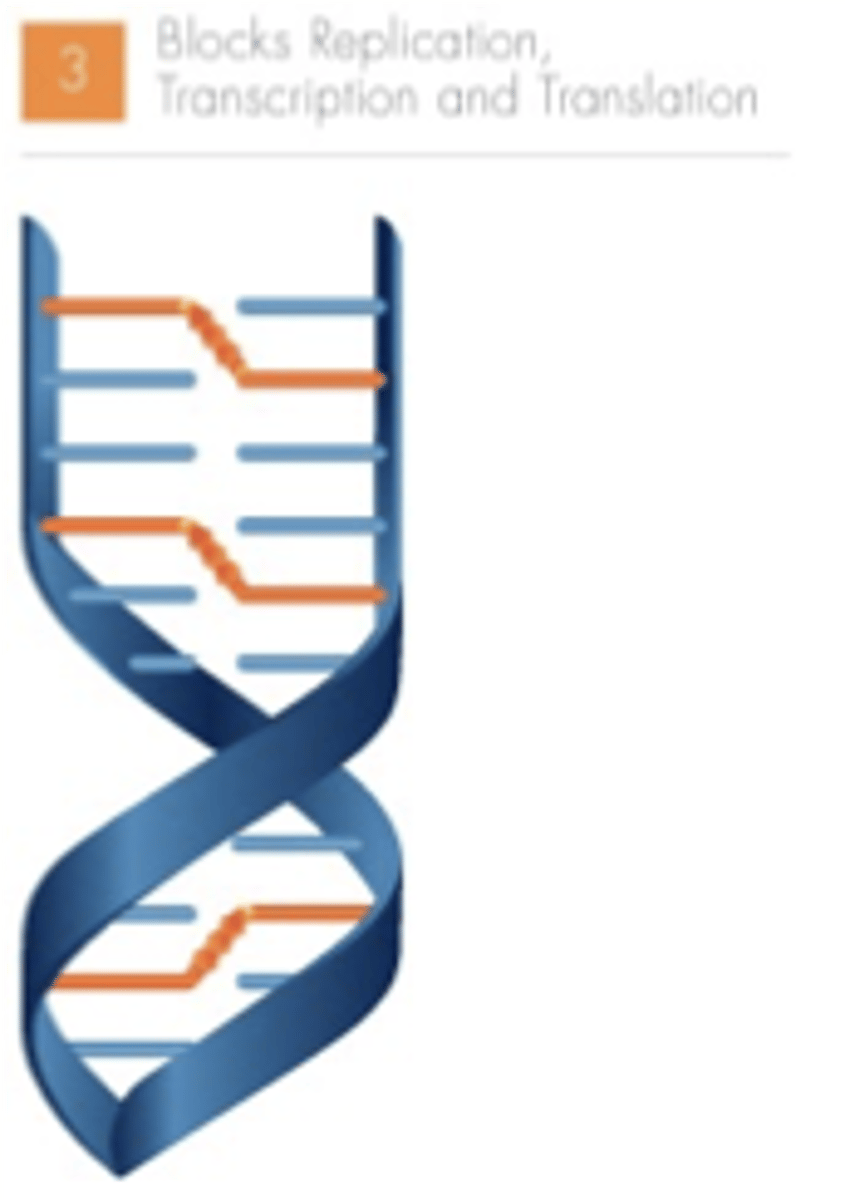 <p>cross-linking prevents further replication and inactivates the pathogen and/or leukocyte</p>