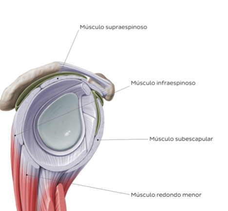 <p><mark data-color="yellow" style="background-color: yellow; color: inherit">Anterior: M. Subescapular</mark></p><p><mark data-color="blue" style="background-color: blue; color: inherit">Superior: M. Supraespinoso</mark></p><p><mark data-color="red" style="background-color: red; color: inherit">Posterior: M. Infraespinoso</mark><br><mark data-color="purple" style="background-color: purple; color: inherit">Inferior: M. Redondo menor</mark></p><p></p><p>Rotadores</p>