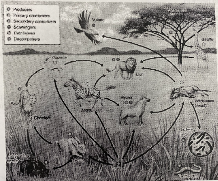 <p><span>Which organism occupies a lower trophic level than the others?</span></p><ol><li><p><span>Hyena&nbsp;</span></p></li><li><p><span>Vulture&nbsp;</span></p></li><li><p><span>Giraffe</span></p></li><li><p><span>Cheetah</span></p></li></ol>